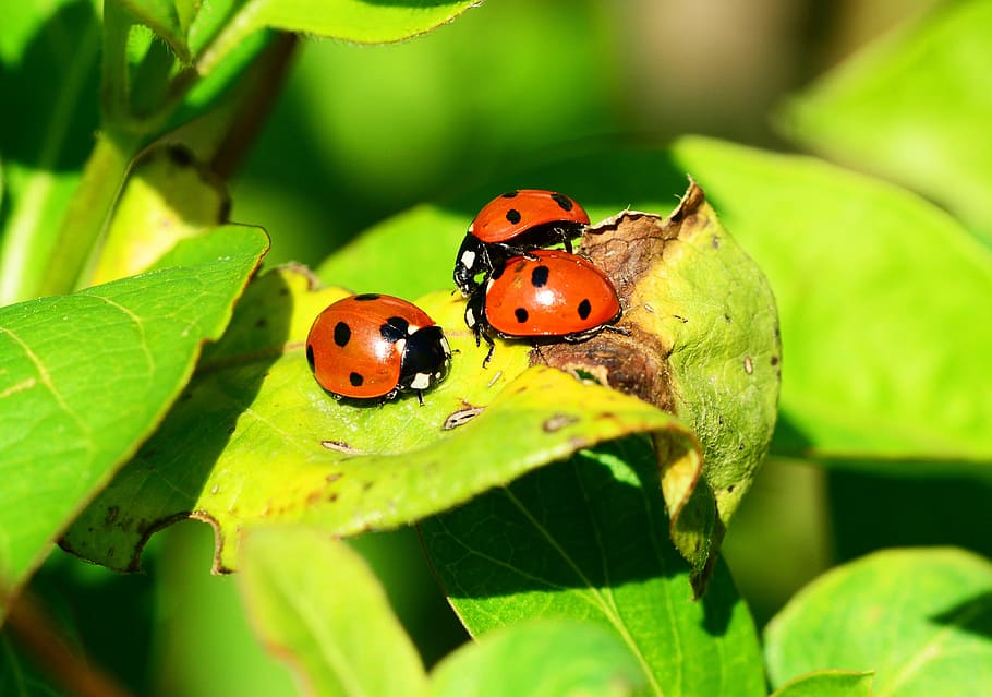 closeup, three, lady bugs, green, leaf plant, ladybird, group, seven-spot ladybird, coccinella septempunctata, beetle