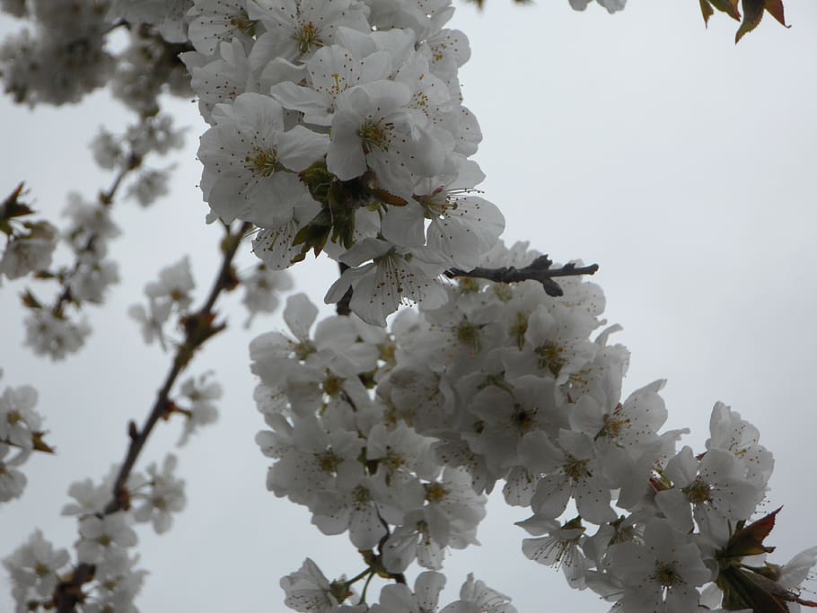 árbol, florecer, primavera, florecimiento de árboles frutales, flores de  cerezo, blanco, flor de cerezo, Flor, planta floreciente, planta | Pxfuel