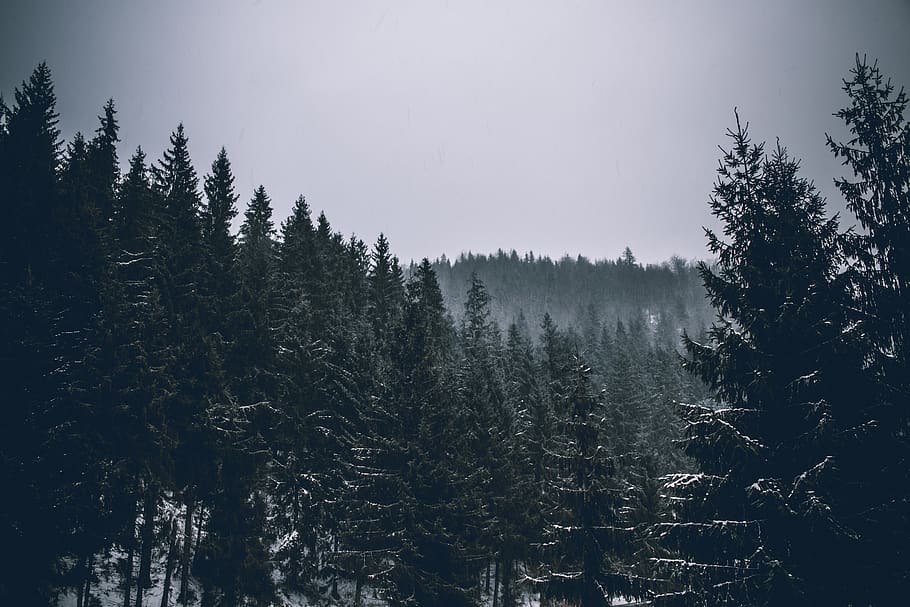 trees, plant, nature, forest, snow, winter, fog, tree, beauty in nature, tranquility