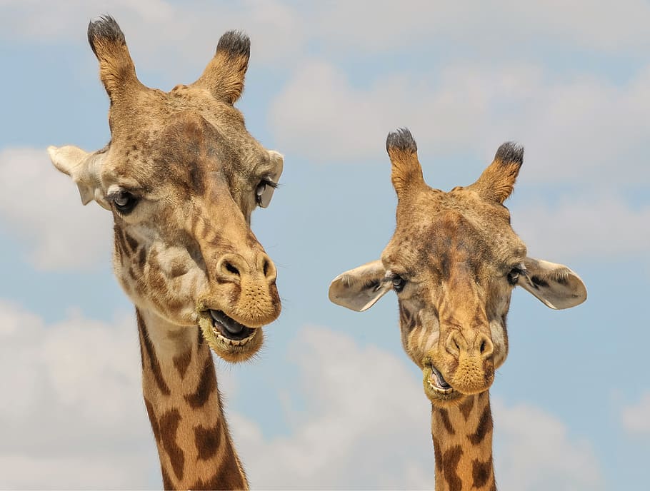 selective, focus photo, two, giraffes, selective focus, giraffe, animals, zoo, funny, fauna