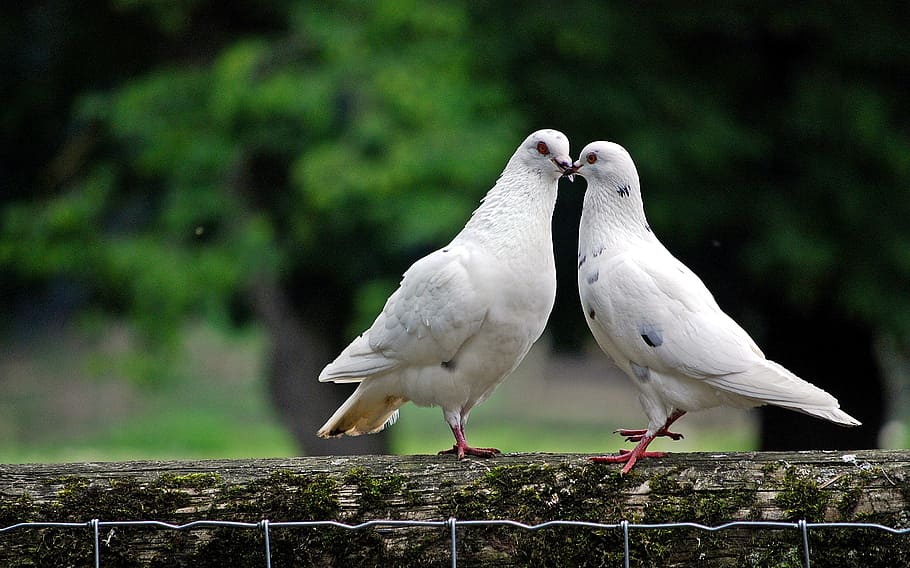 two, white, pigeon, tree trunk, white pigeon, dove, bird, bird pigeon, animal world, animal wildlife