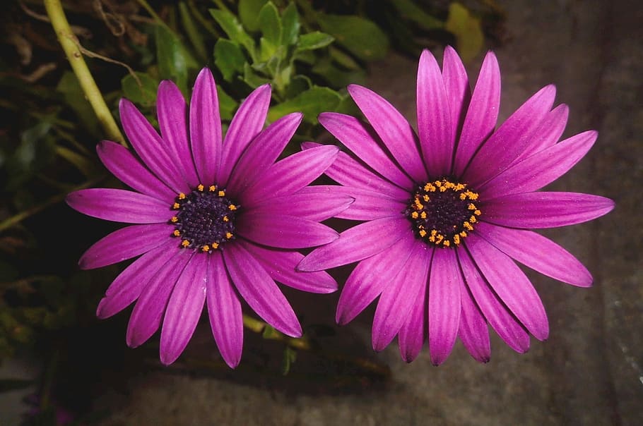 Cosmea púrpura rosa, crisantemos, flores, colorido, plantas, brillante, madres, pétalos, floración, crecimiento