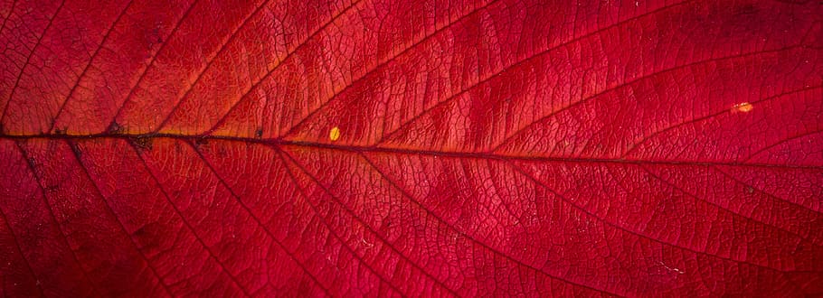 fotografi makro, merah, Daun, Tanaman, musim gugur, alam, daun musim gugur, tekstur, latar belakang, pola