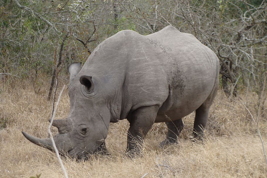 rhino, white, rhinoceros, africa, safari, mammal, horn, wilderness, impressive, animal themes