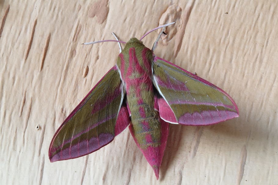 elephant hawk moth, beige, surface, Moth, Nature, Insect, Pink, hawk-moths, butterfly - Insect, animal