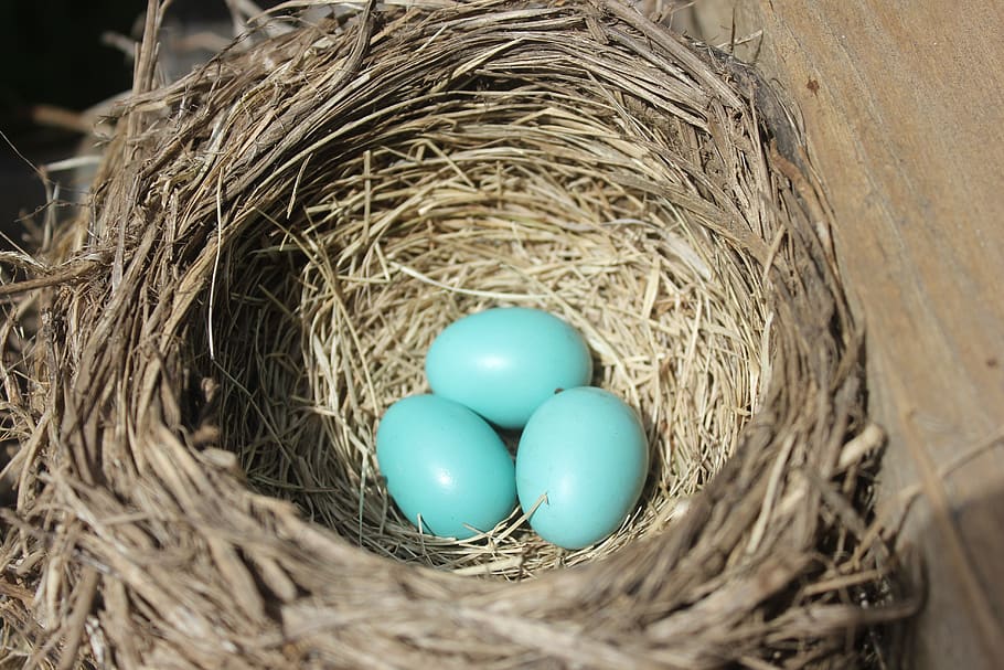 robin, bird's nest, nest, eggs, egg, animal nest, new life, beginnings, bird, high angle view