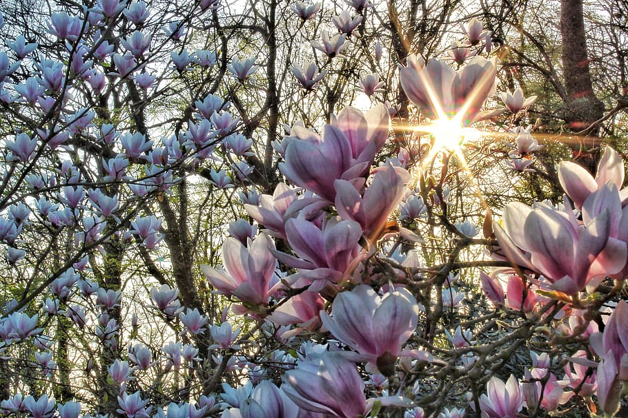 magnolia, bunga, taman, cerah, musim semi, pertumbuhan, matahari, bintang menyilaukan, warna, kuncup