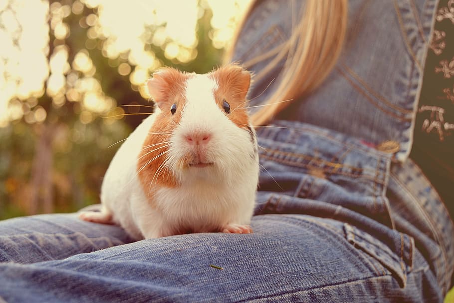 white, hamster, person, lap, guinea, pig, animal, small, fuzz, adorable
