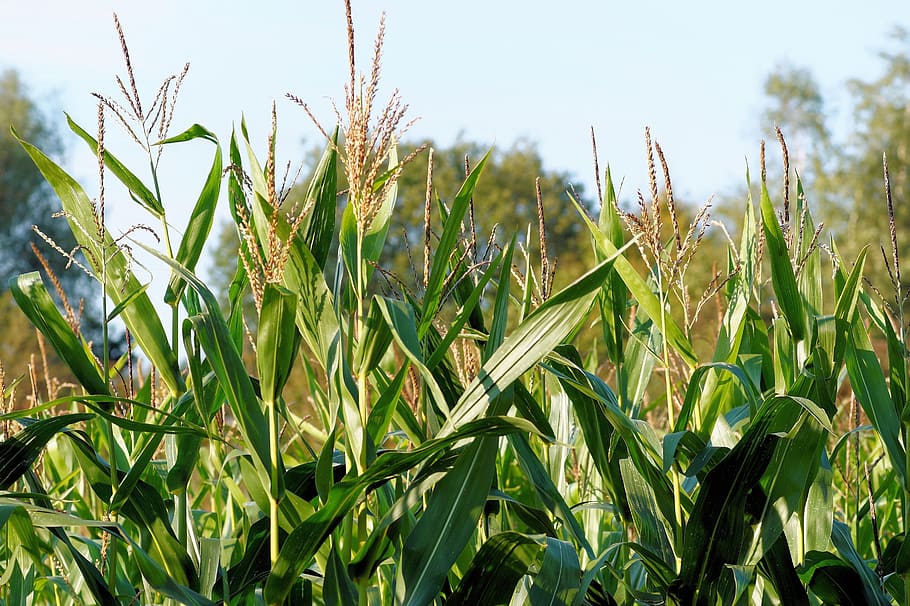 Corn, Cornfield, Plant, Fodder, fodder plant, bio gas plant, agriculture, green, idyll, fodder maize