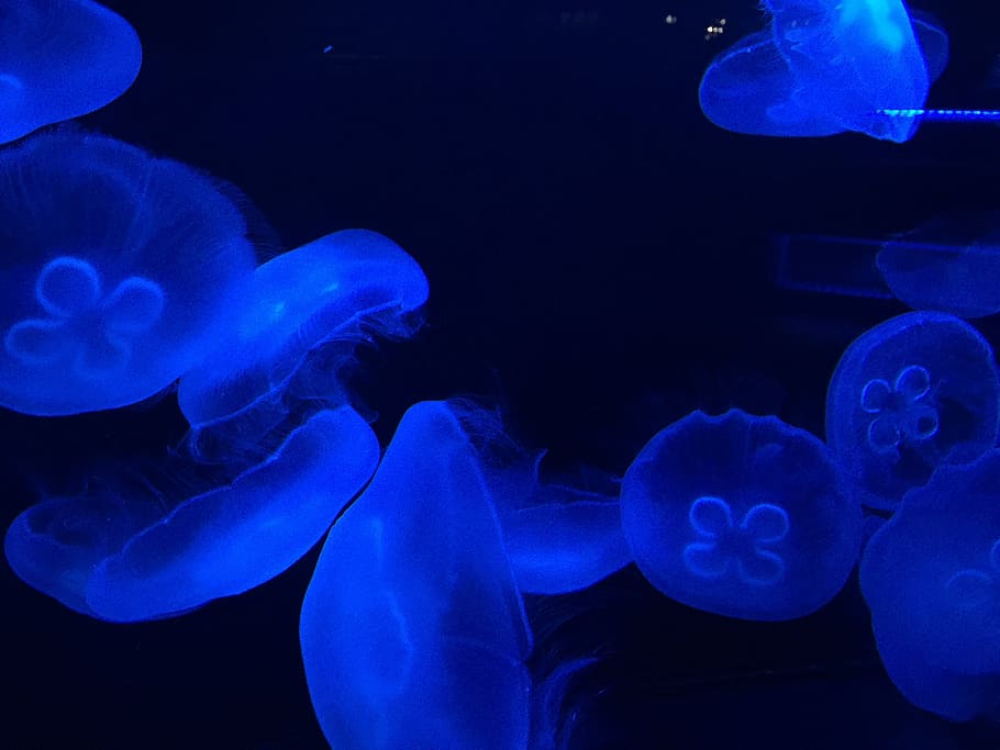 medusa, jaja, temas de animales, mar, animales en la naturaleza, fauna animal, submarino, agua, invertebrados, animal