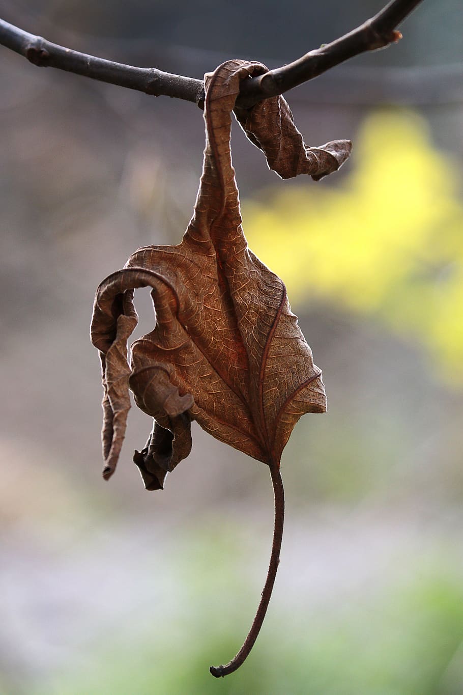 autumn, leaf, nature, season, fall, plant part, focus on foreground, dry, close-up, plant