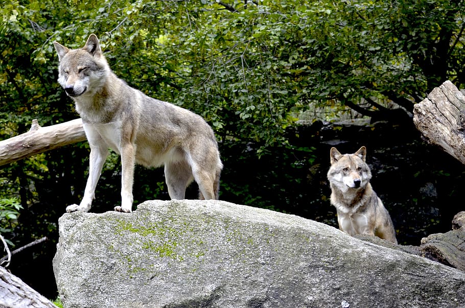 lobos, manada, animales salvajes, peligrosos, reloj, roca, animales, naturaleza, canis lupus, Temas de animales