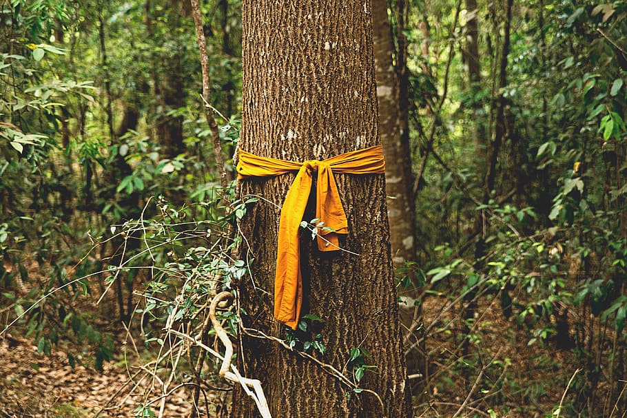 yellow, ribbon, tied, tree trunk, cloth, tree, plant, forest, nature, outdoors