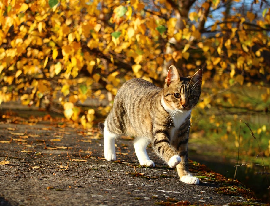 선택적, 초점 사진, 갈색, 고양이, 걷기, 잎 나무, 가을, 고등어, 고양이 새끼, 고양이 아기