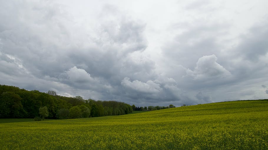 green, field, cloudy, sky, agriculture, oilseed rape, fields, forest, nature, cloud