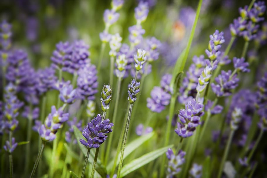 lavanda, flor, florecer, naturaleza, planta, pétalos, verano, flora,  jardín, primavera | Pxfuel