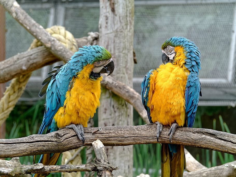 two blue-and-yellow macaws, conversation, birds, chat, social, bird, gold and blue macaw, parrot, macaw, wood - material