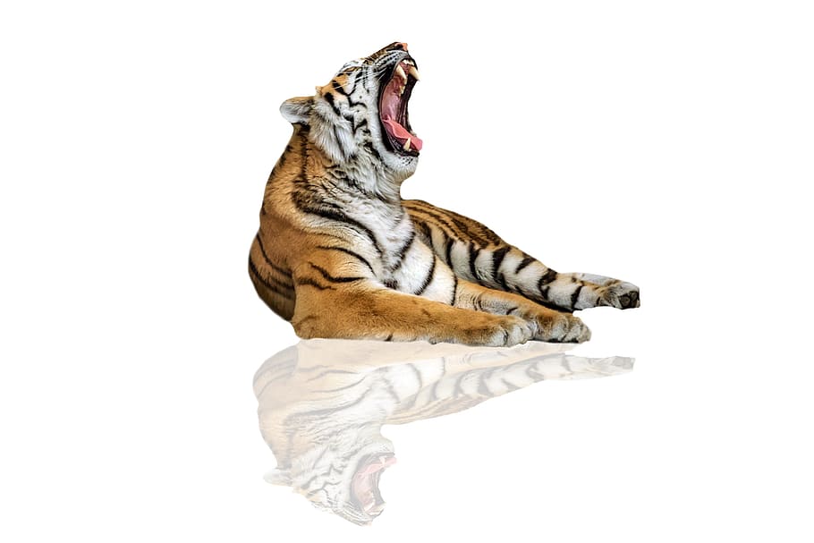 brown, white, tiger illustration, tiger, tiger of bengal, animal, feline, tawny, wild animals, animals