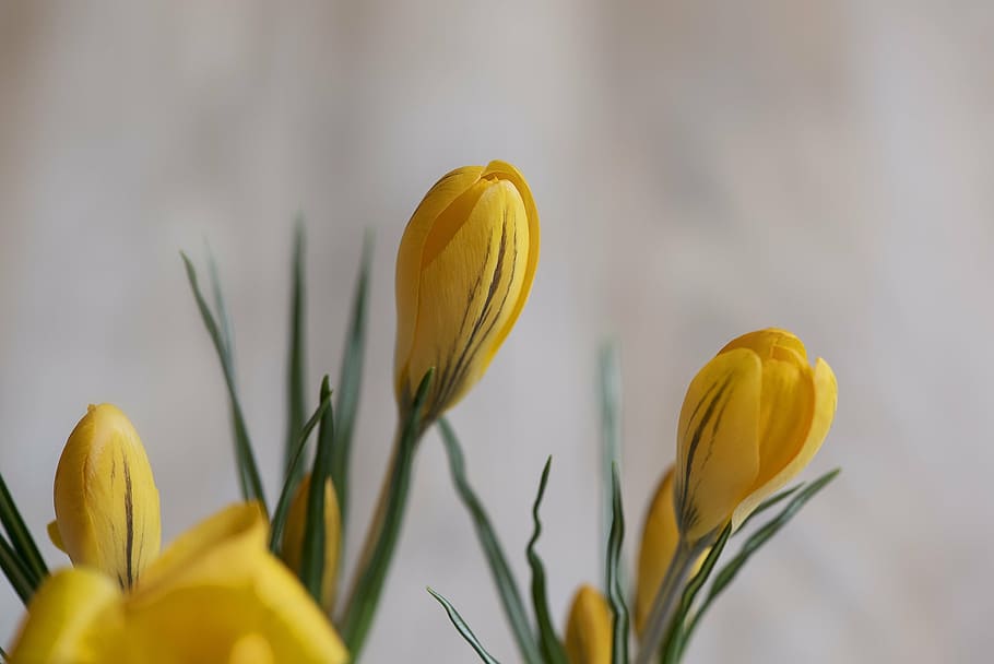 crocus, yellow, yellow crocus, flower, closed flower, spring flower, early bloomer, signs of spring, close, flowering plant