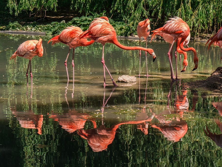 flamingo birds drinking water, daytime, flamingos, birds, animals, mirroring, animals in the wild, water, flamingo, animal wildlife