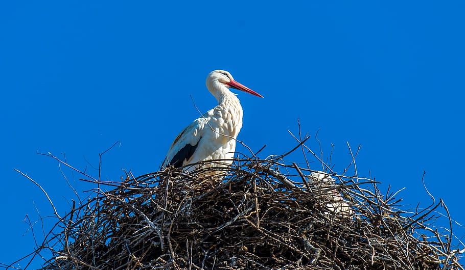 stork, nest, storchennest, bird, rattle stork, animals in the wild, animal wildlife, one animal, animal themes, blue