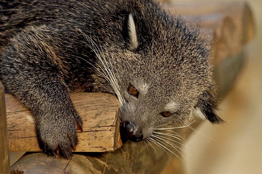 raccoon, brown, wooden, surface, binturong, carnivore, animal, arctictis, cute, mammal