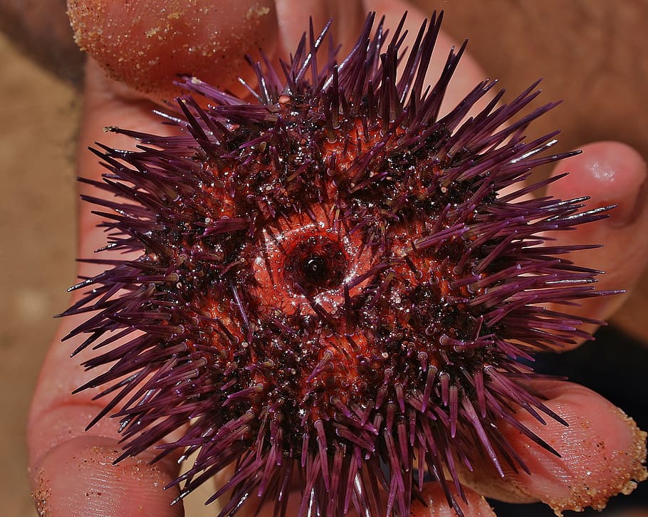 sea urchins, seafood, fresh, marine life, spur, eat, fishing, raw, restaurant, cook
