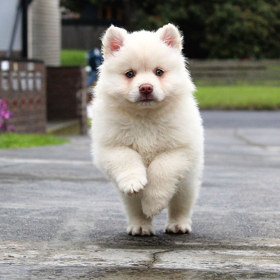 short-coated white puppy, puppy, running, dog, animal, pet, cute, young, nature, funny