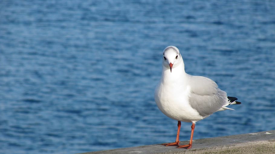 水 海 鳥 自然 カモメ 動物のテーマ 動物 脊椎動物 動物の野生生物 1匹の動物 Pxfuel