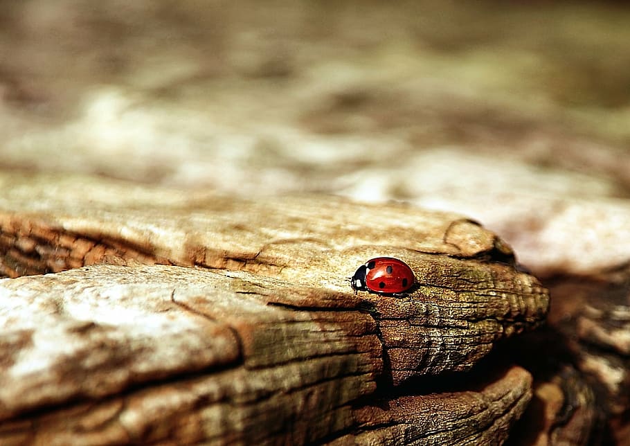 negro, rojo, mariquita, marrón, madera, naturaleza, escarabajo, insecto, amuleto de la suerte, suerte