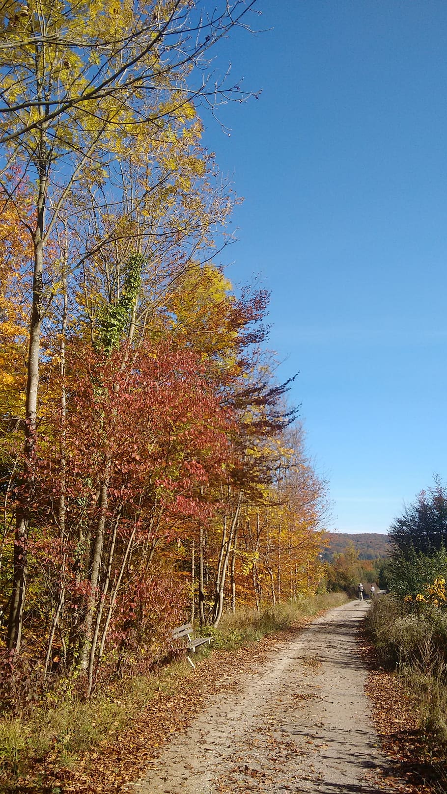 황금가, 가을 숲, 멀리, 황금 10 월, 나무, 식물, 가을, 자연의 아름다움, 변화, 앞으로가는 길