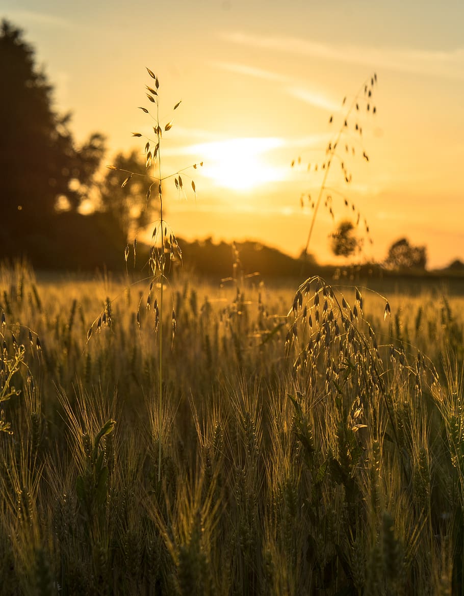 sunset, field, sun, nature, cereals, landscape, wheat, harvest, golden, sky