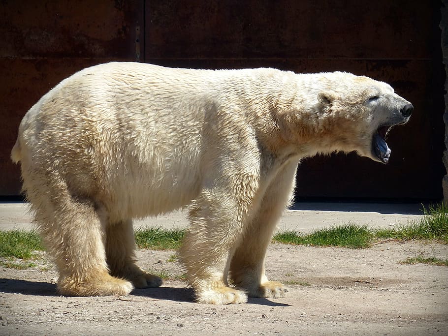white polar bear, polar bear, bear, predator, fur, white, white bear, white fur, large, animal