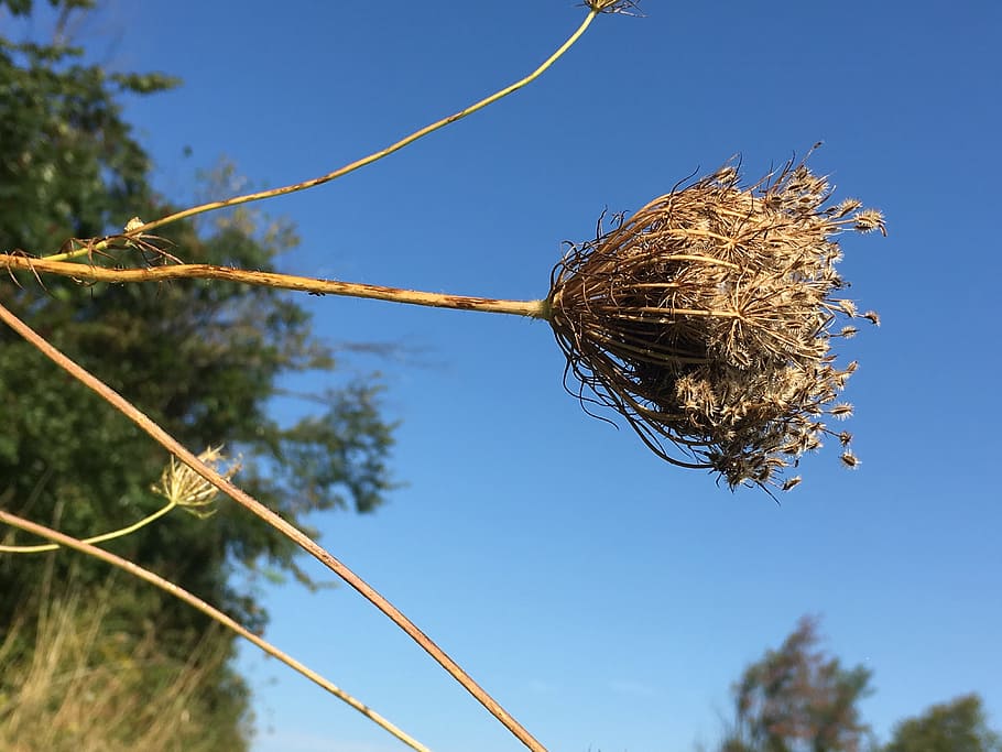 seeds, autumn, fall, rustic, nature, plant, sky, low angle view, tree, blue