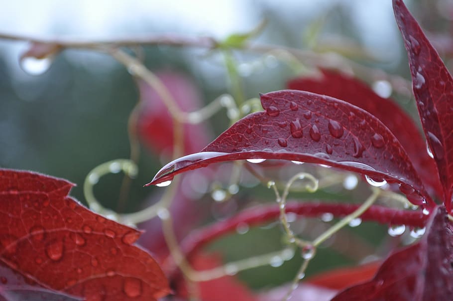 parthenocissus tricuspidata, vitaceae, vitales, woodbine, woodbind, red leaves, water drops, water on leaves, autumn, after rain