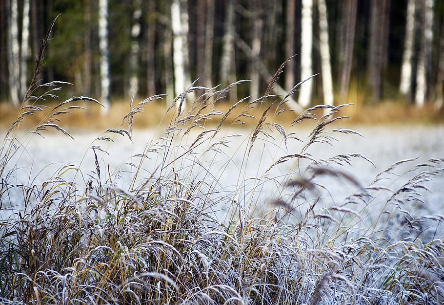 hay, autumn, nature, swamp, atmosphere, landscape photo, landscape, high in july, grow, plant