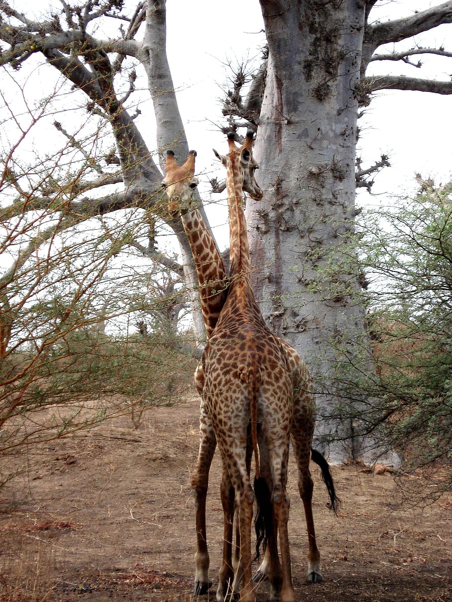 Giraffe, Africa, Senegal, safari Animals, wildlife, nature, savannah, animals In The Wild, animal, wilderness Area