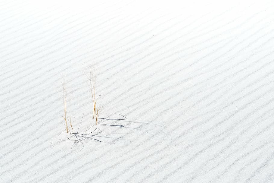 brown, grass, daytime, sand, plant, desert, white, white color, close-up, studio shot