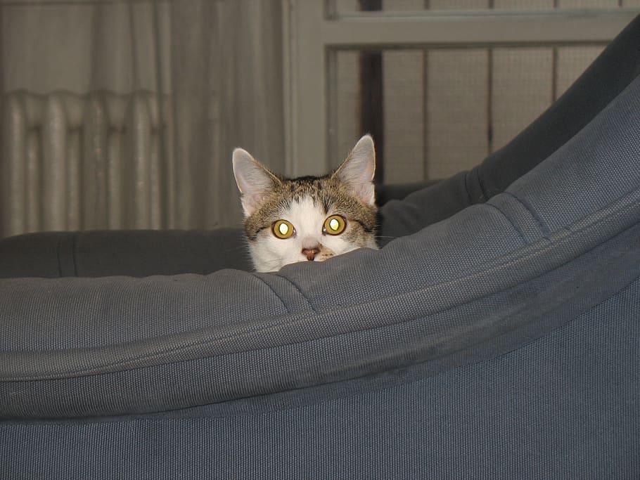 cat, armchair, cache, hidden, hide, look, domestic, pets, mammal, feline