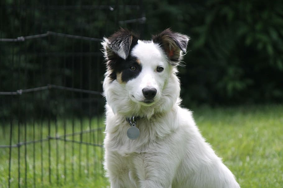 short-coated, black, white, dog, sheepdog, collie, border collie, pet, shepherd, animal