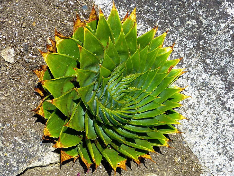 Succulent, Aloe Polyphylla, aloe, spiralaloe, leaves, spiral, plant, green, grow, nature