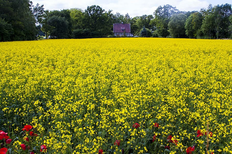 Canola, Yellow, Meadow, Bed, Landscapes, yellow meadow, spring, agriculture, flower, rural scene