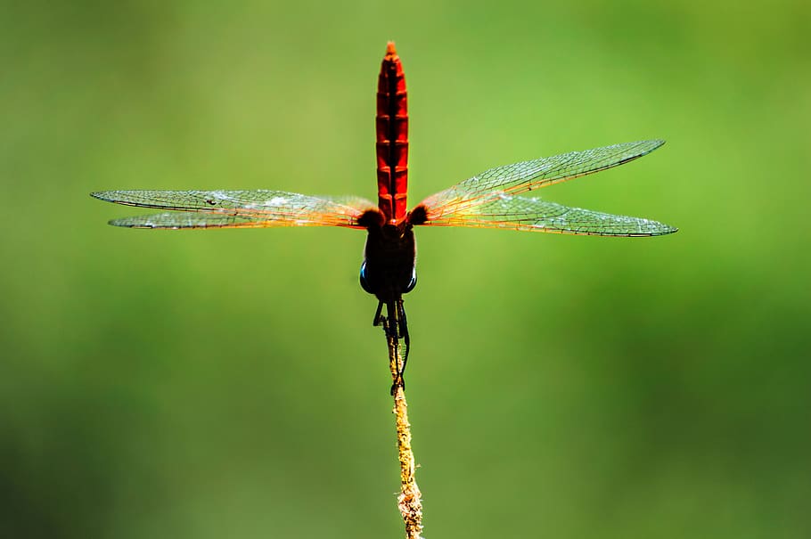 anisoptera, insect, beautiful, natural, dragonfly, background, invertebrate, animal wing, one animal, close-up