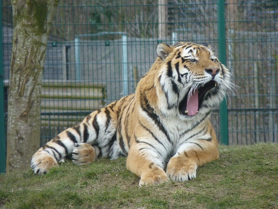 tiger, animal, zoo, wildlife, mammal, predator, wild, striped, feline, stripes