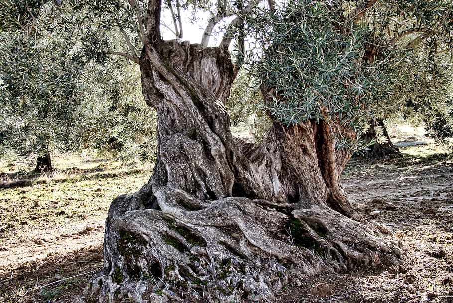 olives, levels, olive tree, more olive, 500 year old tree, the old tree, old, tree, plant, growth