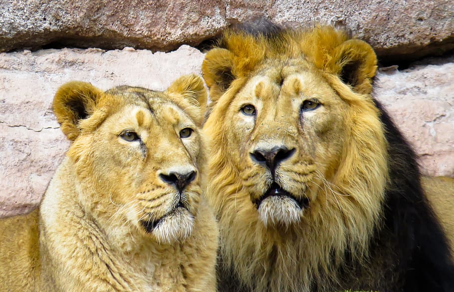 lion with lioness, lion, cohesion, partner, mane, cat, predator, big cat, pair, nuremberg