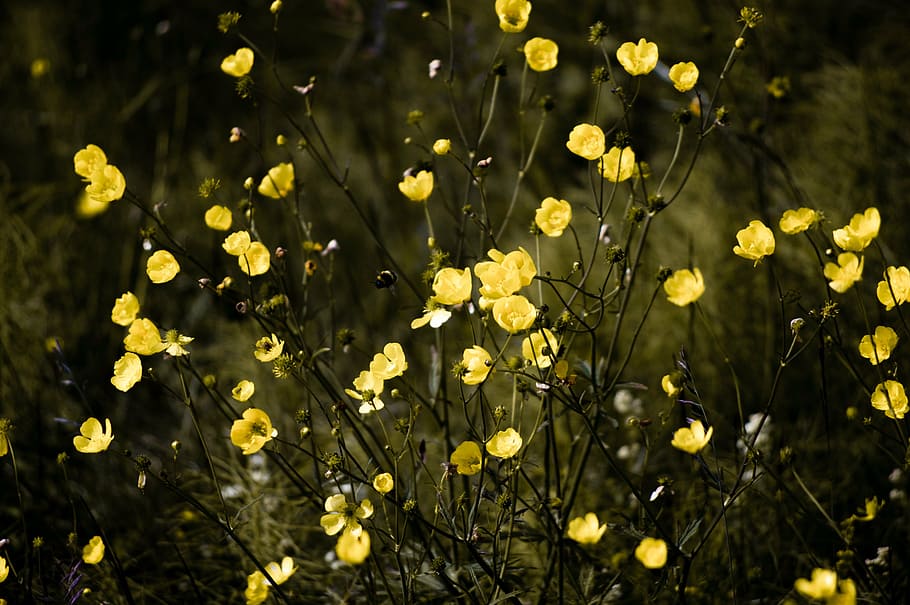 yellow petaled flowers, flower, yellow, petal, bloom, garden, plant, nature, autumn, fall