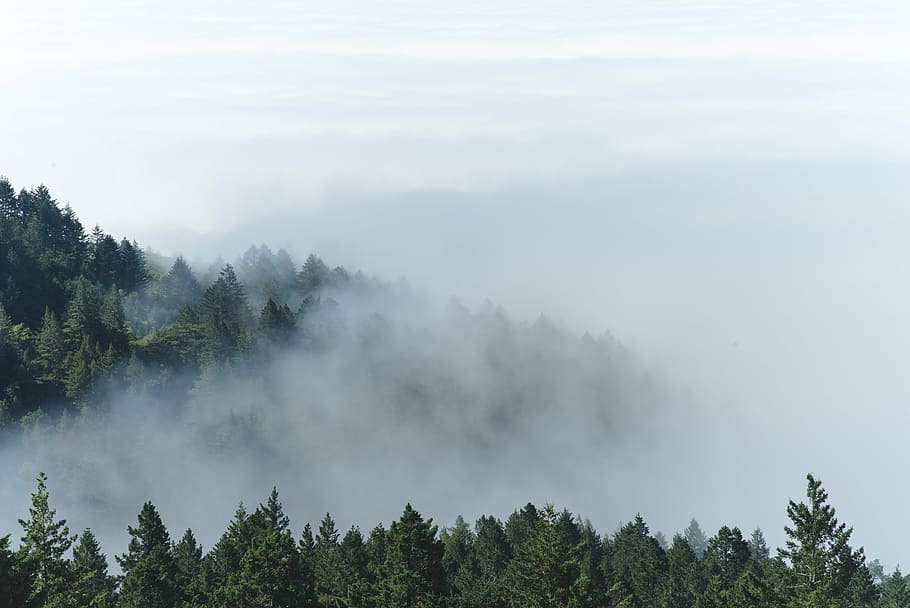 森の木, 霧, 山, 森, 木, 松, 雲, 自然, 緑, 白