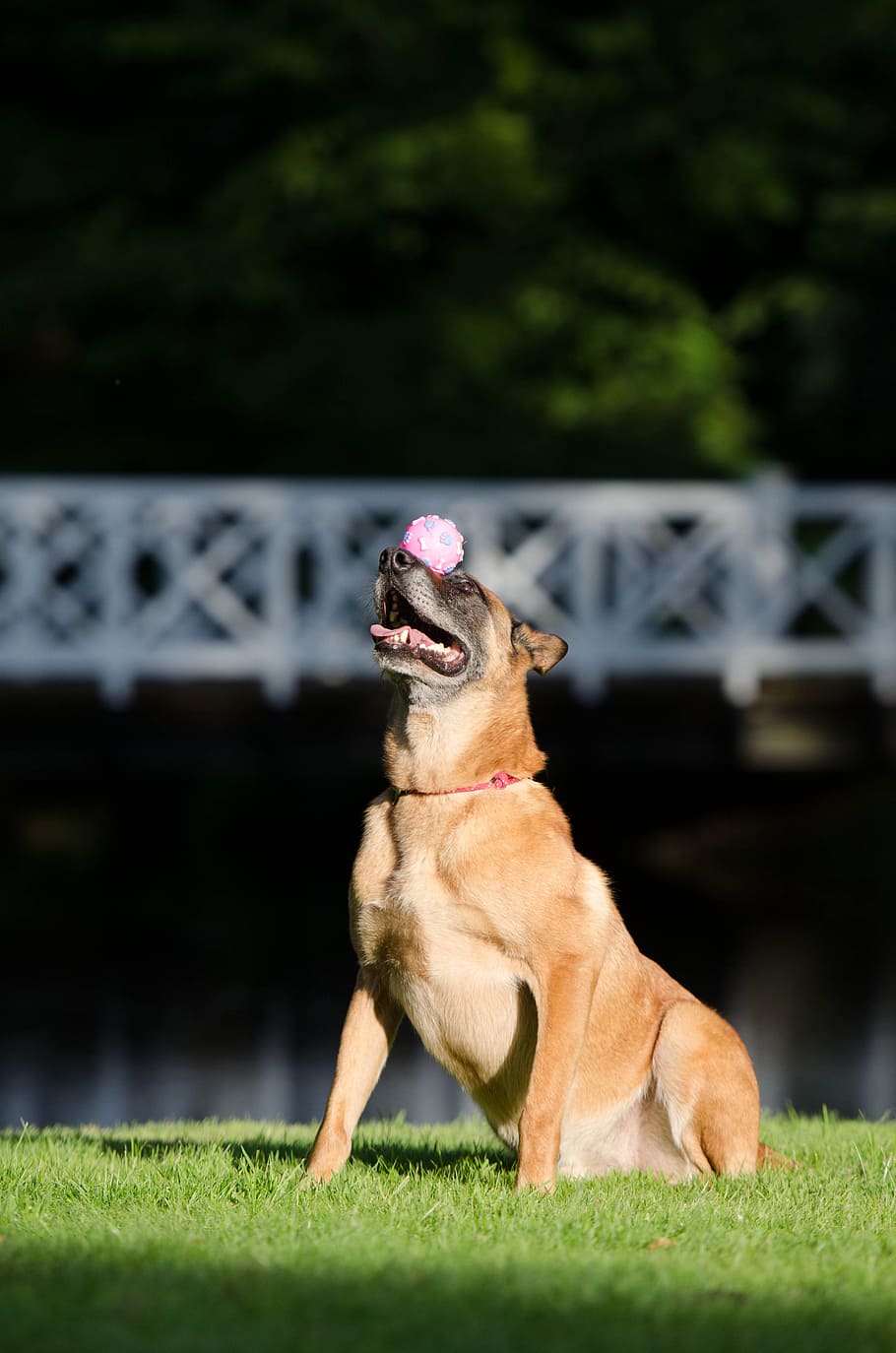 truque de cachorro, equilíbrio, bola no focinho, malinois, truque de exposição de cães, pastor belga cão, truque, mostra de cães um truque, verão, engraçado