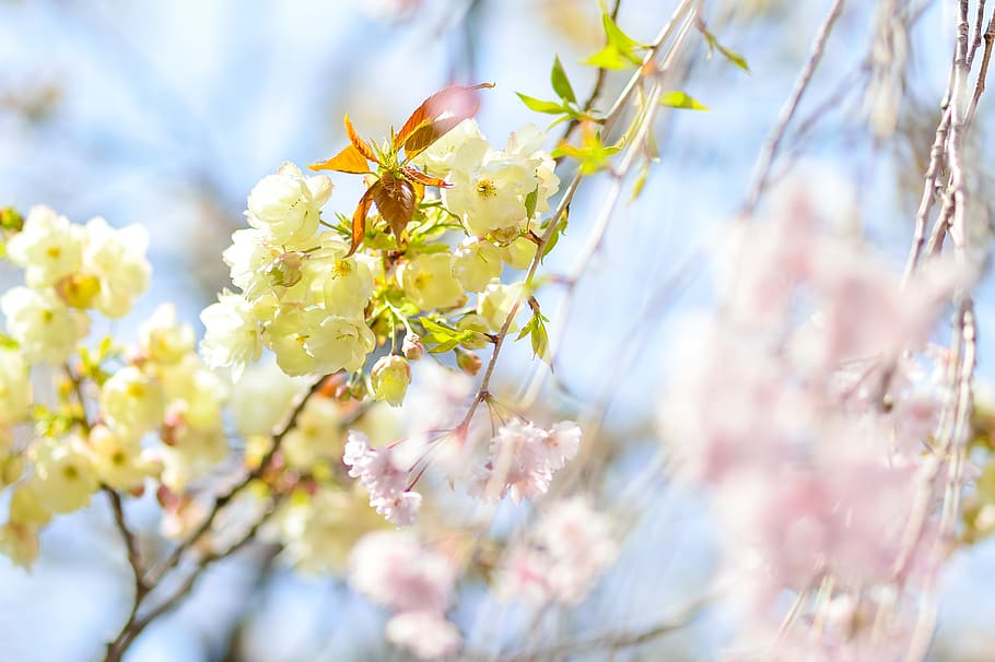 flowers, natural, cherry, branch, plant, wood, spring, flowering, landscape, cherry blossoms